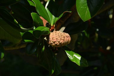 Güney manolyası (Magnolia grandiflora) ağacı. Magnoliaceae yemyeşil ağacı. Büyük beyaz çiçekler yazın başlarında açar ve sonbaharda oval meyveler.