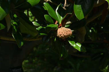 Güney manolyası (Magnolia grandiflora) ağacı. Magnoliaceae yemyeşil ağacı. Büyük beyaz çiçekler yazın başlarında açar ve sonbaharda oval meyveler.