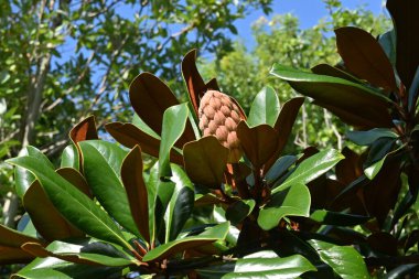 Güney manolyası (Magnolia grandiflora) ağacı. Magnoliaceae yemyeşil ağacı. Büyük beyaz çiçekler yazın başlarında açar ve sonbaharda oval meyveler.