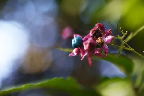 Harlequin glory bower berries. Lamiaceae deciduous tree. Blooms from July to August with red sepals and blue berries around September. Berries are used in blue dyes.