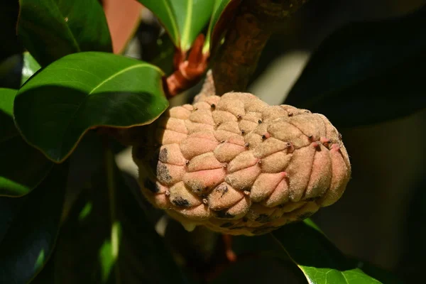 Southern magnolia ( Magnolia grandiflora ) tree. Magnoliaceae evergreen tree. Large white flowers bloom in early summer and oval fruit in autumn.