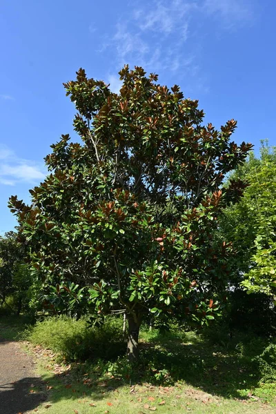 Déli Magnólia Magnolia Grandiflora Magnoliaceae Örökzöld Nagy Fehér Virágok Virágoznak — Stock Fotó