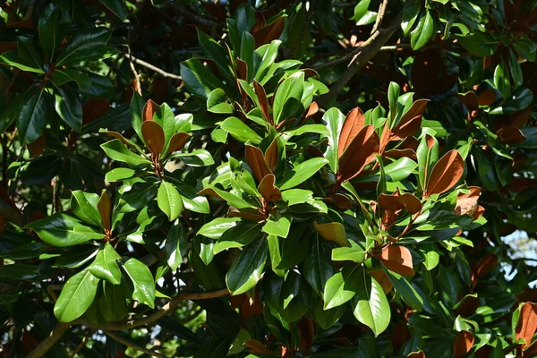 Magnolia Grandiflora 상록수 상록수이다 커다란 초여름에 가을에는 열매를 맺는다 — 스톡 사진