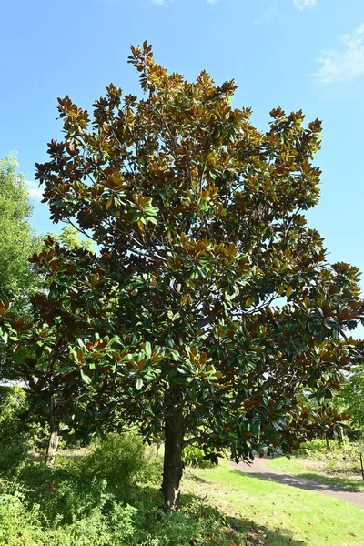 Magnolia Meridional Magnolia Grandiflora Árvore Magnoliaceae Árvore Sempre Verde Flores — Fotografia de Stock