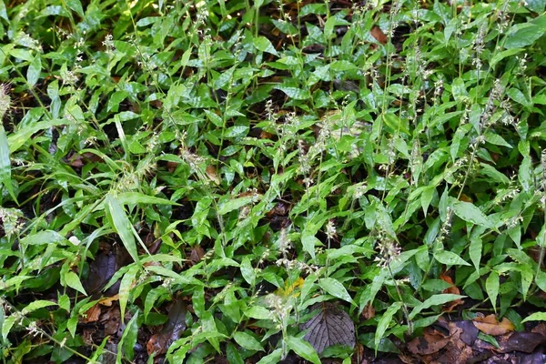 Blommor Gbladet Korg Grã Oplismenus Undulatifolius Poaceae Blommor Spikar Bildas — Stockfoto