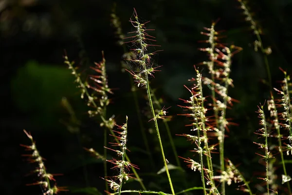 Wavy-leaf basket grass ( Oplismenus undulatifolius ) flowers. Poaceae. Flower spikes are formed from August to October, and the flower axis is covered with hairs. The fruits are prickly seeds.