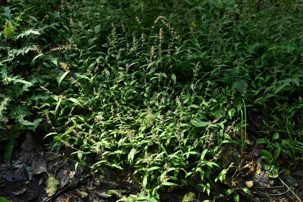 Blommor Gbladet Korg Grã Oplismenus Undulatifolius Poaceae Blommor Spikar Bildas — Stockfoto