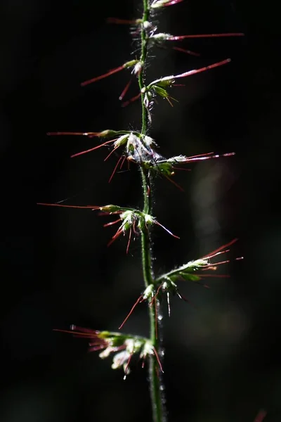 花篮草 Oplismenus Undulatifolius 豆科植物 花冠形成于八月到十月 花轴上覆盖着毛发 果实是多刺的种子 — 图库照片