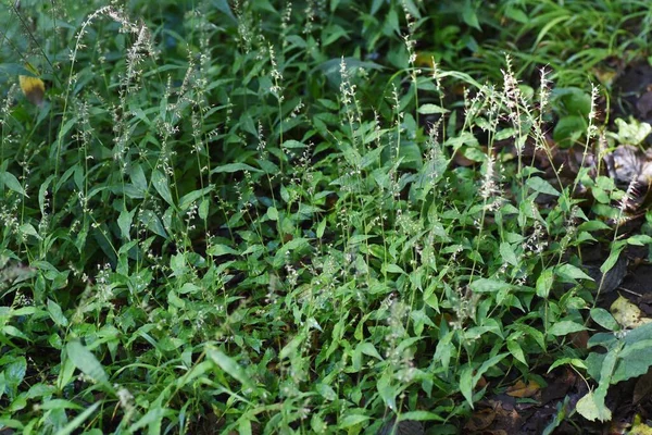 花篮草 Oplismenus Undulatifolius 豆科植物 花冠形成于八月到十月 花轴上覆盖着毛发 果实是多刺的种子 — 图库照片