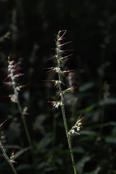 Wavy-leaf basket grass ( Oplismenus undulatifolius ) flowers. Poaceae. Flower spikes are formed from August to October, and the flower axis is covered with hairs. The fruits are prickly seeds.