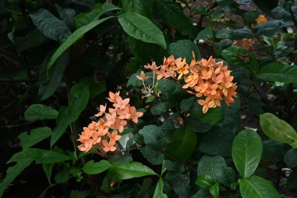 Китайская Иксора Ixora Chinensis Цветы Rubiaceae Evergreen — стоковое фото