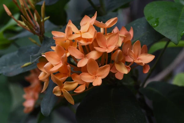 Chińskie Kwiaty Ixora Ixora Chinensis Rubiaceae Wiecznie Zielony Krzew Tropikalny — Zdjęcie stockowe
