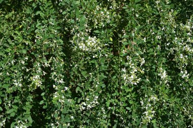 Beyaz çalı yoncası (Lespedeza japonica) çiçekleri. Fabaceae yaprak döken çalı. Temmuz 'dan Eylül' e kadar çiçek açar.