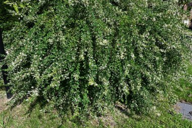 Beyaz çalı yoncası (Lespedeza japonica) çiçekleri. Fabaceae yaprak döken çalı. Temmuz 'dan Eylül' e kadar çiçek açar.