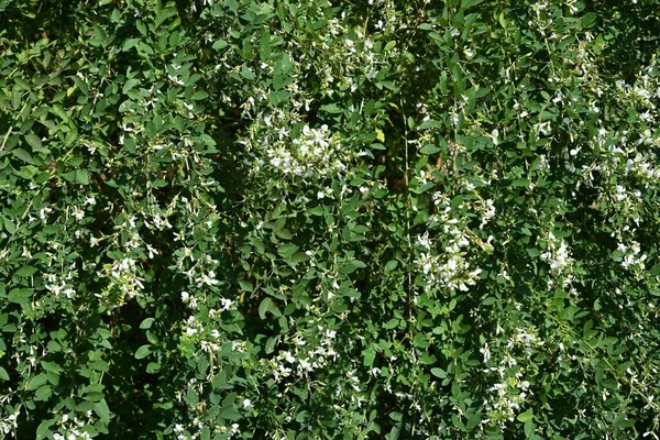 Witte Bosklaver Lespedeza Japonica Bloemen Fabaceae Bladverliezende Struik Bloeit Van — Stockfoto