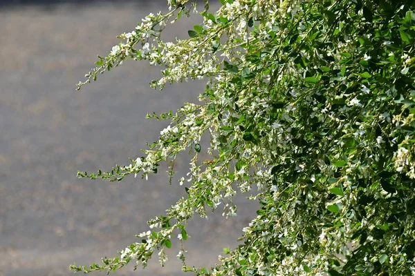 Trevo Arbusto Branco Lespedeza Japonica Flores Fabaceae Arbusto Decíduo Flores — Fotografia de Stock