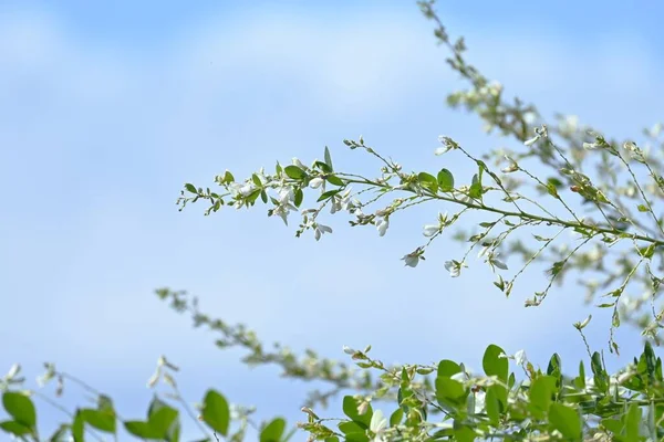 Trevo Arbusto Branco Lespedeza Japonica Flores Fabaceae Arbusto Decíduo Flores — Fotografia de Stock