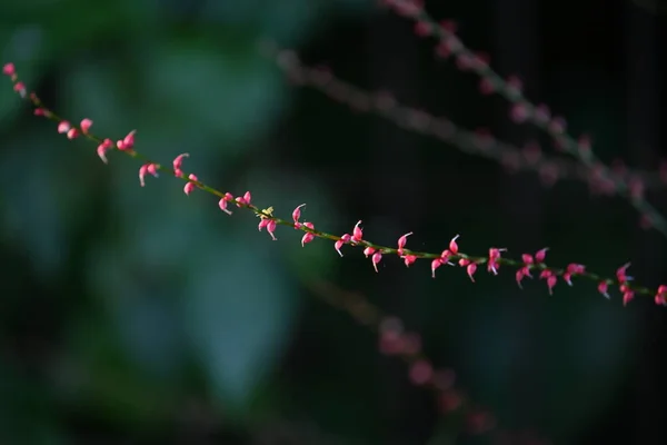 Kwiaty Ziarna Skośnego Persicaria Filiformis Wieloletnie Rośliny Wielonarodowe Sezon Kwitnienia — Zdjęcie stockowe