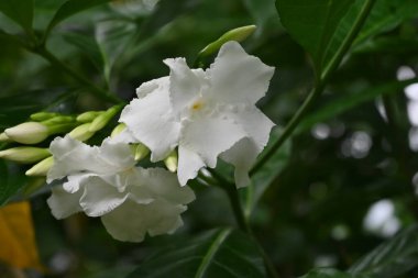 Crape yasemin (Tabernaemontana divaricata) çiçekleri. Apocynaceae Hindistan 'a özgü tropikal çalı..