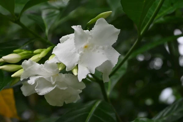 Kwiaty Jasminu Tabernaemontana Divaricata Apocynaceae Wiecznie Zielony Krzew Tropikalny Pochodzi — Zdjęcie stockowe