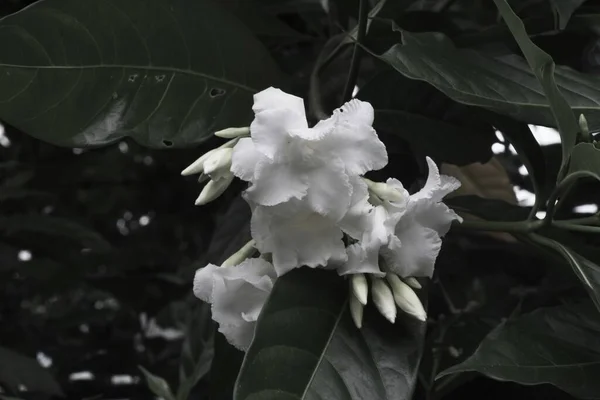 Crape Jazmín Tabernaemontana Divaricata Flores Apocynaceae Arbusto Tropical Siempreverde Nativo — Foto de Stock