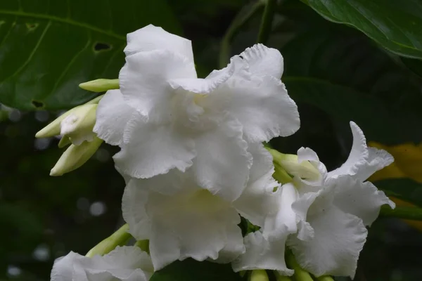 Kwiaty Jasminu Tabernaemontana Divaricata Apocynaceae Wiecznie Zielony Krzew Tropikalny Pochodzi — Zdjęcie stockowe
