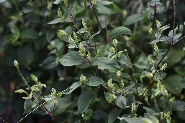 Коліно Свині Achyranthes Bidentata Amaranthaceae Багаторічні Рослини Квіти Серпня Вересень — стокове фото