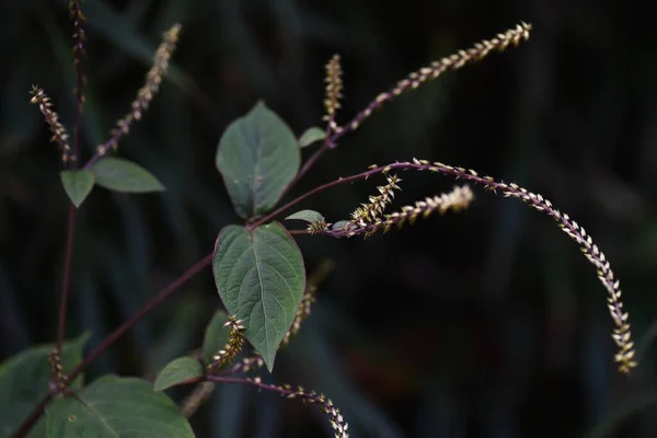 Joelho Porco Achyranthes Bidentata Amaranthaceae Plantas Perenes Floração Agosto Setembro — Fotografia de Stock