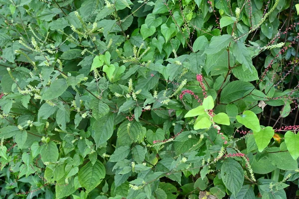 豚の膝 アキランテス ビデンタ アマランサス科の多年草 開花8月 果実は実を付けます 若い葉は食用根薬 — ストック写真