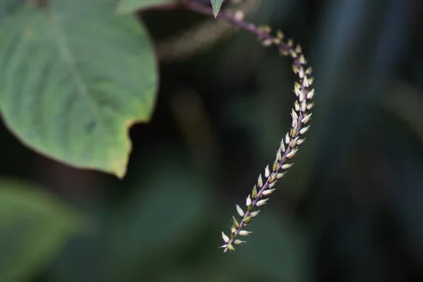 Ginocchio Maiale Achyranthes Bidentata Amaranthaceae Piante Perenni Fioritura Agosto Settembre — Foto Stock