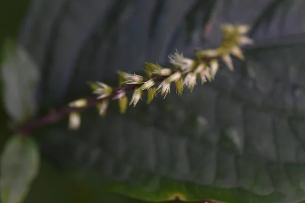 Колено Свиньи Achyranthes Bidentata Амарантовые Многолетние Растения Цветущий Август Сентябрь — стоковое фото