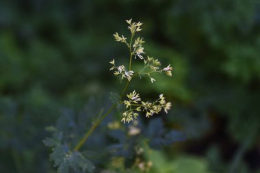 Thalictrum eksi Meadow Rue çiçekleri. Ranunculaceae daimi bitkileri. Temmuz 'dan Eylül' e kadar paniğe kapılmış sayısız sarımsı beyaz çiçek..