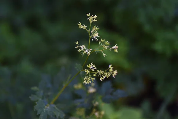 Thalictrum Mínusz Meadow Rue Virágok Ranunculaceae Évelő Növények Júliustól Szeptemberig — Stock Fotó