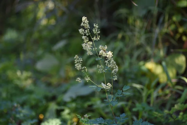 タリクトゥルム 牧草地の真の花 ラン科多年生植物 7月から9月にかけて黄褐色の小花を多数咲かせます — ストック写真