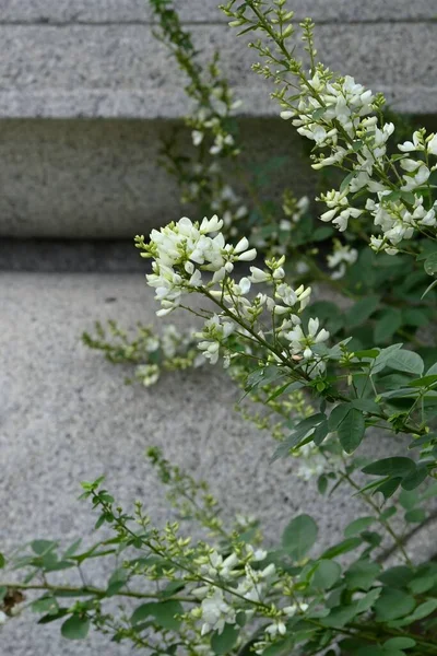 Fleurs Trèfle Blanc Lespedeza Japonica Fabaceae Arbuste Feuilles Caduques Floraison — Photo