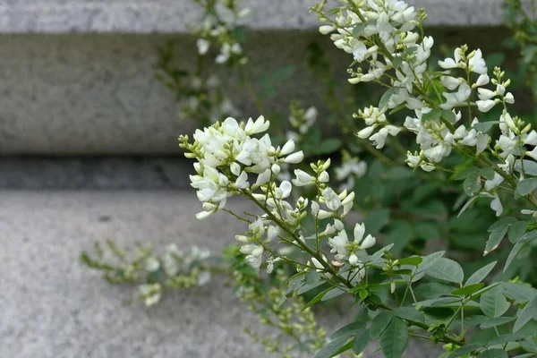 白ブッシュクローバー Lespedeza Japonica の花です 葉形落葉低木 7月9月に咲きます — ストック写真