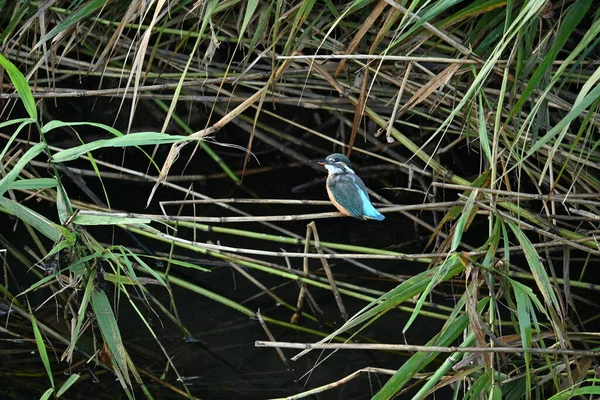 Ein Eisvogel Ein Hellblauer Körper Und Langer Schnabel Springt Von — Stockfoto