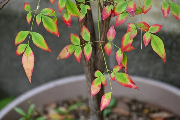 Небесне Бамбукове Nandina Domestica Осіннє Листя Berberidaceae Evergreen Shrrub Родом — стокове фото