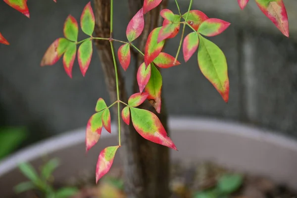 Небесне Бамбукове Nandina Domestica Осіннє Листя Berberidaceae Evergreen Shrrub Родом — стокове фото