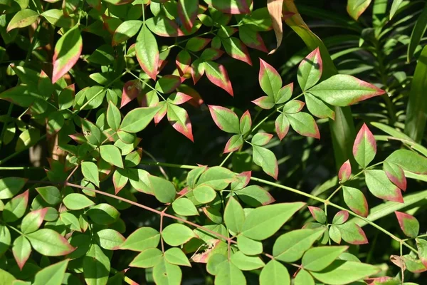 Ουράνια Φύλλα Μπαμπού Nandina Domestica Φθινόπωρο Berberidaceae Evergreen Shrub Ενδημικό — Φωτογραφία Αρχείου