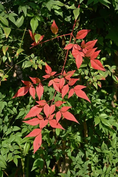 Небесные Бамбуковые Nandina Domestica Осенние Листья Berberidaceae Evergreen Shrrub Родом — стоковое фото