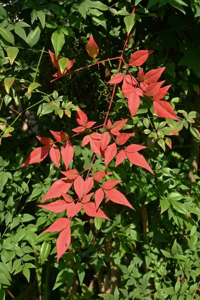 Himmlischer Bambus Nandina Domestica Blättert Herbst Immergrüner Strauch Der Berberidaceae — Stockfoto