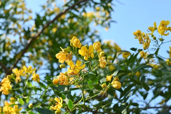 Senna Corymbosa Senna Argentina Flores Fabaceae Arbusto Tropical Siempreverde Temporada — Foto de Stock