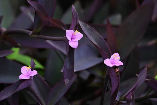 Tradescantia Pallida Purpurea Purple Heart Flowers Commelinaceae Plants Native Mexico — Stock Photo, Image