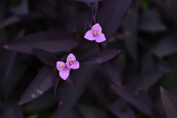 Tradescantia Pallida Purpurea Paars Hart Bloemen Commelinaceae Planten Afkomstig Uit — Stockfoto