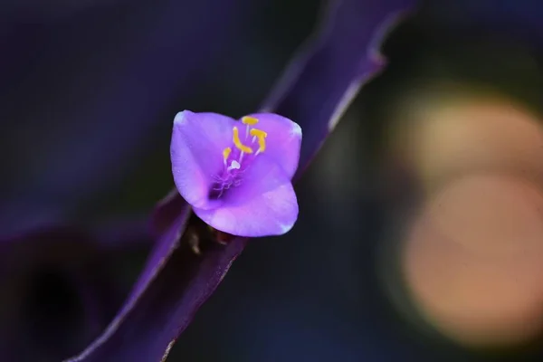 トレデスカンシア パルリダ Purpurea メキシコ原産のコムギ科植物 6月9月に赤紫色の花を咲かせます — ストック写真