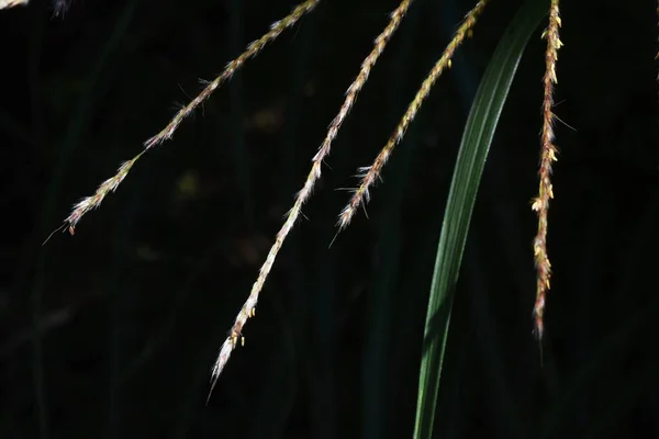 Fiori Erba Pampas Giapponesi Poaceae Piante Perenni Fiore Impollinato Dal — Foto Stock