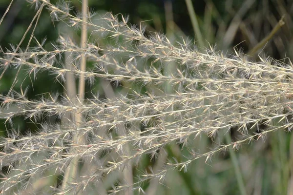 Japońskie Kwiaty Trawy Pampas Wieloletnie Rośliny Poaceae Jest Wiatropylony Kwiat — Zdjęcie stockowe