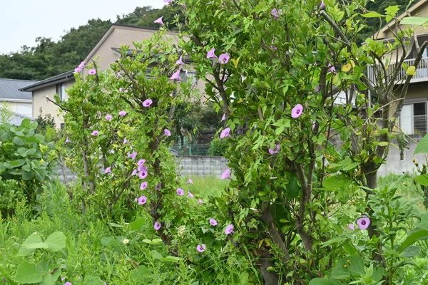 Flores Japonesas Glória Manhã Convolvulaceae Plantas Anuais Estação Floração Julho — Fotografia de Stock