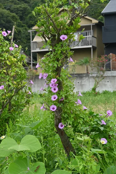 Flores Japonesas Glória Manhã Convolvulaceae Plantas Anuais Estação Floração Julho — Fotografia de Stock